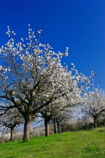 scenic photo with cherry treesS